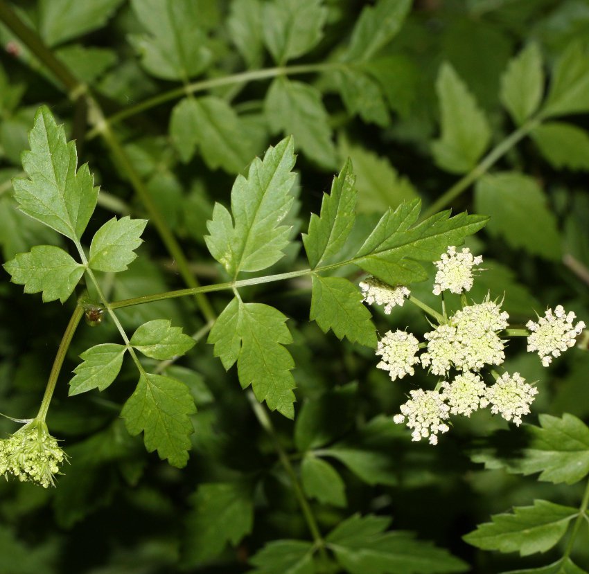 40 Native Pacific Water Parsley Oenanthe Seeds