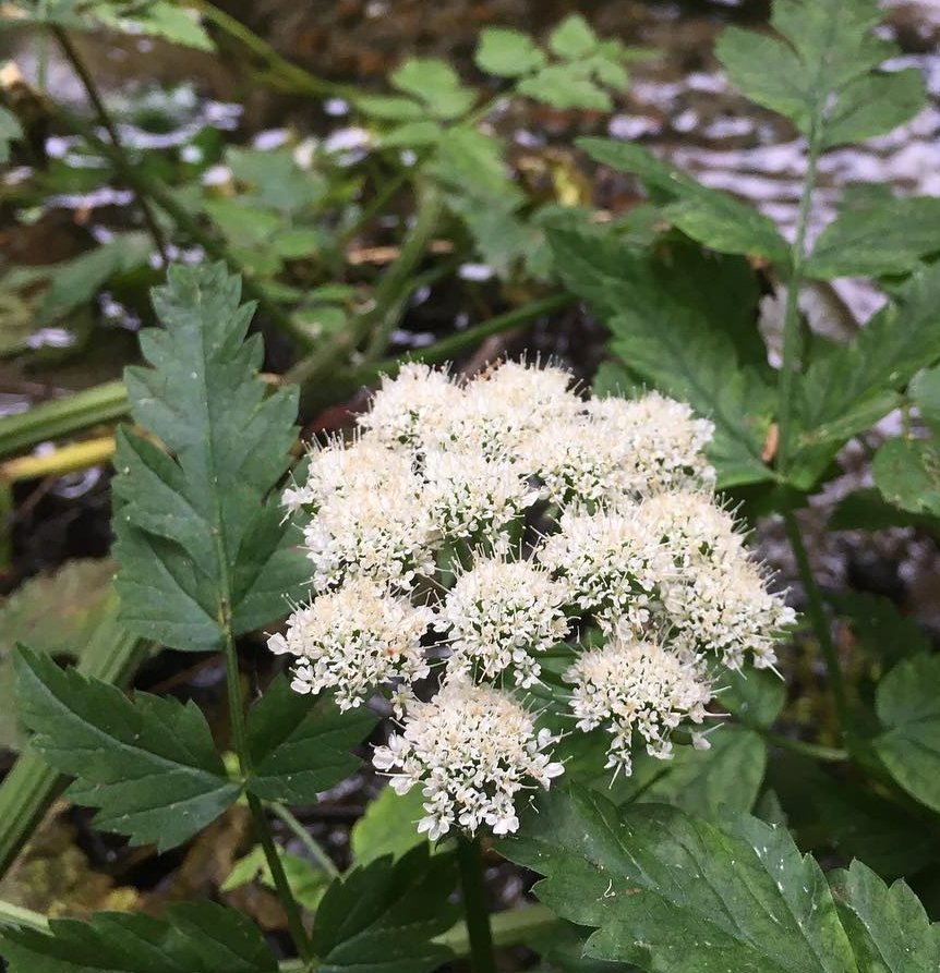 40 Native Pacific Water Parsley Oenanthe Seeds