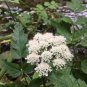 40 Native Pacific Water Parsley Oenanthe Seeds