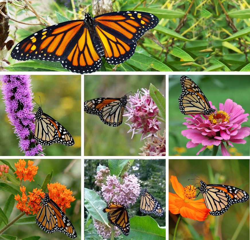 Butterfly Habitat Garden Flower Seed Collection