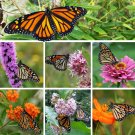 Butterfly Habitat Garden Flower Seed Collection Butterfly Habitat Garden Flower Seed Collection