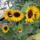 20 Native US Hopi Dye Sunflower Seeds 20 Native US Hopi Dye Sunflower Seeds