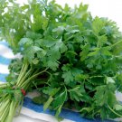 400 Italian Heirloom Parsley Kitchen Herb Petroselinum Seeds
