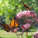 100 US Native Tall Joe Pye Weed Eutrochium Seeds 100 US Native Tall Joe Pye Weed Eutrochium Seeds