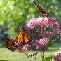 100 US Native Tall Joe Pye Weed Eutrochium Seeds