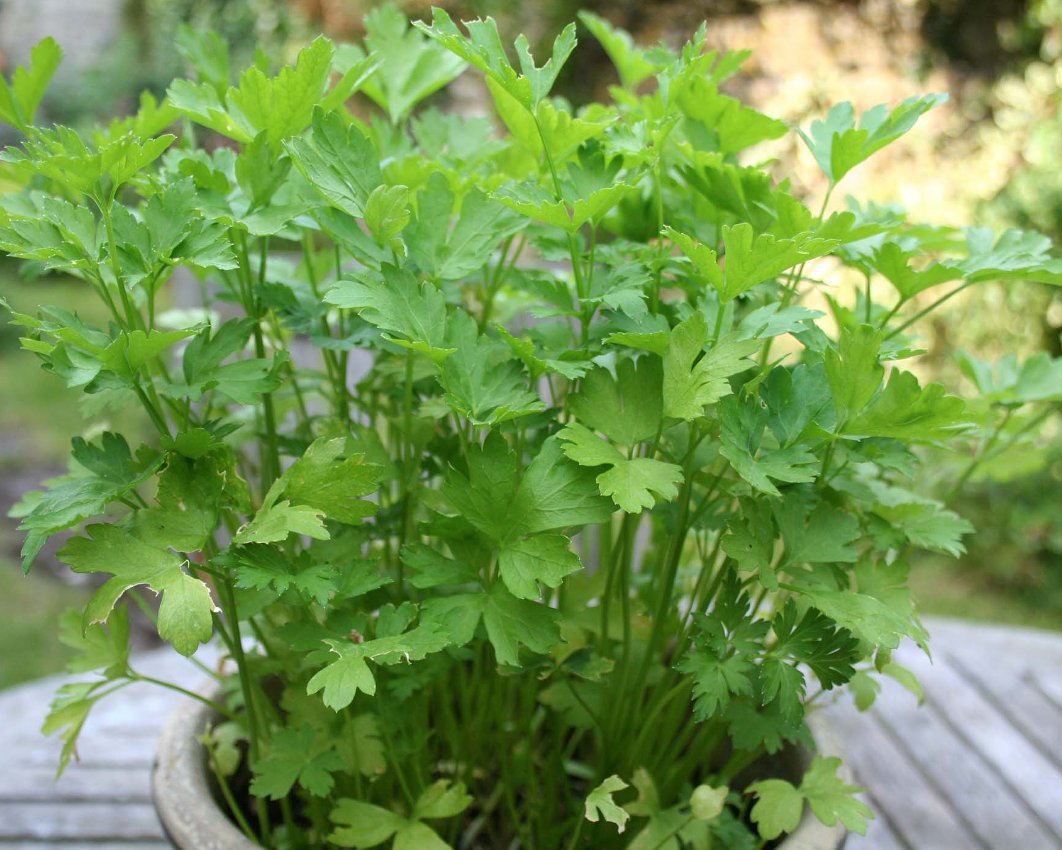 400 Italian Heirloom Parsley Kitchen Herb Petroselinum Seeds