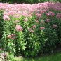 100 US Native Tall Joe Pye Weed Eutrochium Seeds