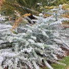 20 Florist Silver Dollar 'Baby Blue' Eucalyptus Seeds