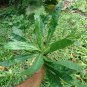 300 Culantro Leaf Recao Ngo gai Kitchen Herb Eryngium Seeds