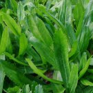 300 Culantro Leaf Recao Ngo gai Kitchen Herb Eryngium Seeds