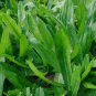 300 Culantro Leaf Recao Ngo gai Kitchen Herb Eryngium Seeds