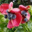 8 Hawaiian Black Velvet Pearl Mgambo Majidea Seeds 8 Hawaiian Black Velvet Pearl Mgambo Majidea Seeds