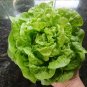 300 English Heirloom Tom Tumb Butter Lettuce Seeds