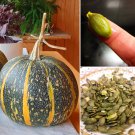 20 Styrian Hulless Naked Seeded Pumpkin Seeds
