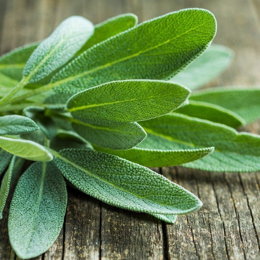 20 Mediterranean Culinary Sage Herb Salvia Seeds