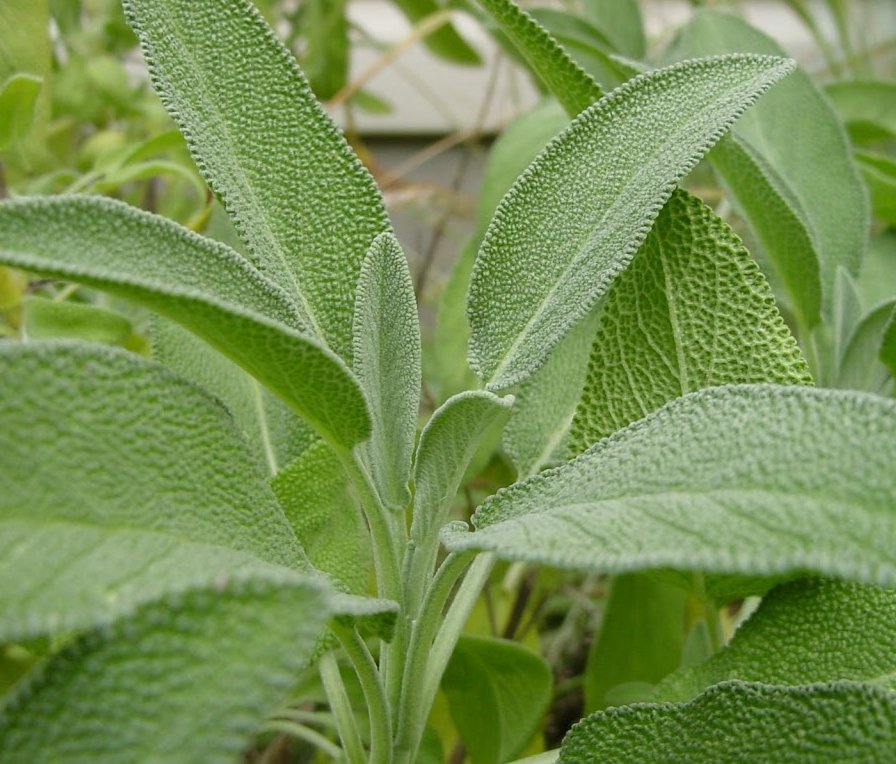 20 Mediterranean Culinary Sage Herb Salvia Seeds