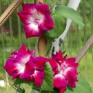 10 Japanese Double Morning Glory Fringed Sunrise Serenade Ipomoea Seeds