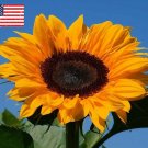 30 Orange Sunflower Helianthus Seeds 30 Orange Sunflower Helianthus Seeds