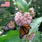 40 Virginia Silk Butterfly Milkweed Asclepias Seeds