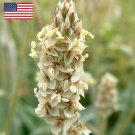150 Psyllium Husk Herb Isabgol Plantago Seeds