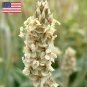 150 Psyllium Husk Herb Isabgol Plantago Seeds