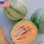 20 French Heirloom True Charentais Melon Cucumis Seeds