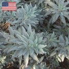 25 US Native Organic California Smudging Sage Salvia Seeds