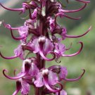 40 US Native Wildflower Pink Elephant Head Pedicularis Seeds 40 US Native Wildflower Pink Elephant Head Pedicularis Seeds
