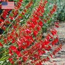 60 US Native Red Firecracker Beardtongue Penstemon Seeds