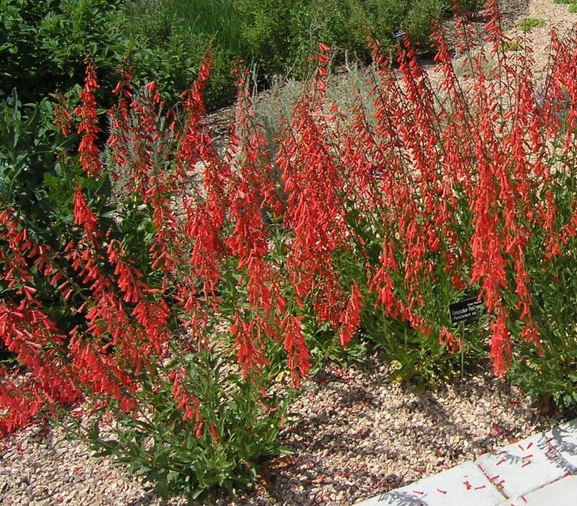 60 US Native Red Firecracker Beardtongue Penstemon Seeds