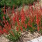 60 US Native Red Firecracker Beardtongue Penstemon Seeds