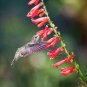 60 US Native Red Firecracker Beardtongue Penstemon Seeds