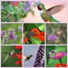 Hummingbird Garden Flower Seed Collection Hummingbird Garden Flower Seed Collection