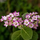 8 Tropical Purple Milkweed Tree Asclepias Calotropis Seeds 8 Tropical Purple Milkweed Tree Asclepias Calotropis Seeds