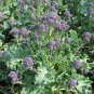 100 British Heirloom Purple Sprouting Broccoli Brassica Seeds