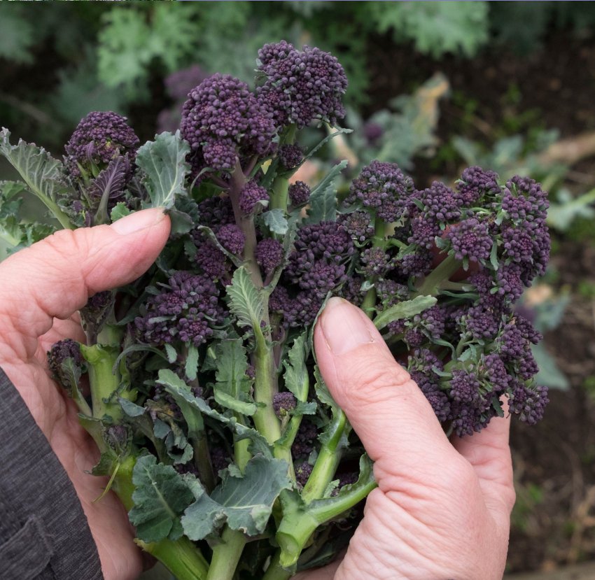 100 British Heirloom Purple Sprouting Broccoli Brassica Seeds