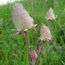 25 US Native Prairie Smoke Old Man Whiskers Geum Seeds 25 US Native Prairie Smoke Old Man Whiskers Geum Seeds