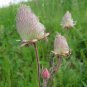 25 US Native Prairie Smoke Old Man Whiskers Geum Seeds