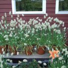 40 Bunny Tail Ornamental Grass Lagurus Seeds