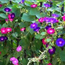 30 Morning Glory Vine Mixed Colors Ipomoea Seeds