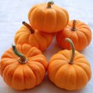 15 Baby Pumpkin Mini Orange Seeds