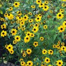 250 US Native Brown-Eyed Susan Rudbeckia triloba Seeds