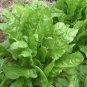 200 Perpetual Spinach Wild Spinach Leaf Beet Beta Seeds