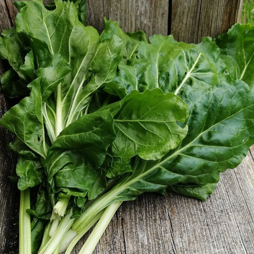 200 Perpetual Spinach Wild Spinach Leaf Beet Beta Seeds