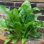 200 Perpetual Spinach Wild Spinach Leaf Beet Beta Seeds