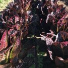 400 Romaine Lettuce Super Red Lactuca Seeds