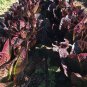 400 Romaine Lettuce Super Red Lactuca Seeds