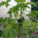 30 Papaya Fruit Carica papaya Seeds