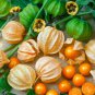 50 Cape Gooseberry Ground Cherry Physalis Seeds