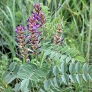50 Licorice Herb Organic Liquorice Glycyrrhiza Seeds